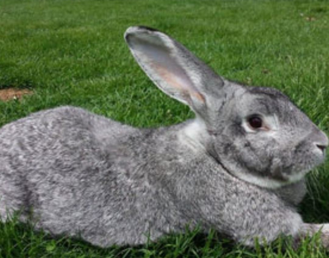 Flemish Giants rabbits and other large rabbit breeds | Facebook