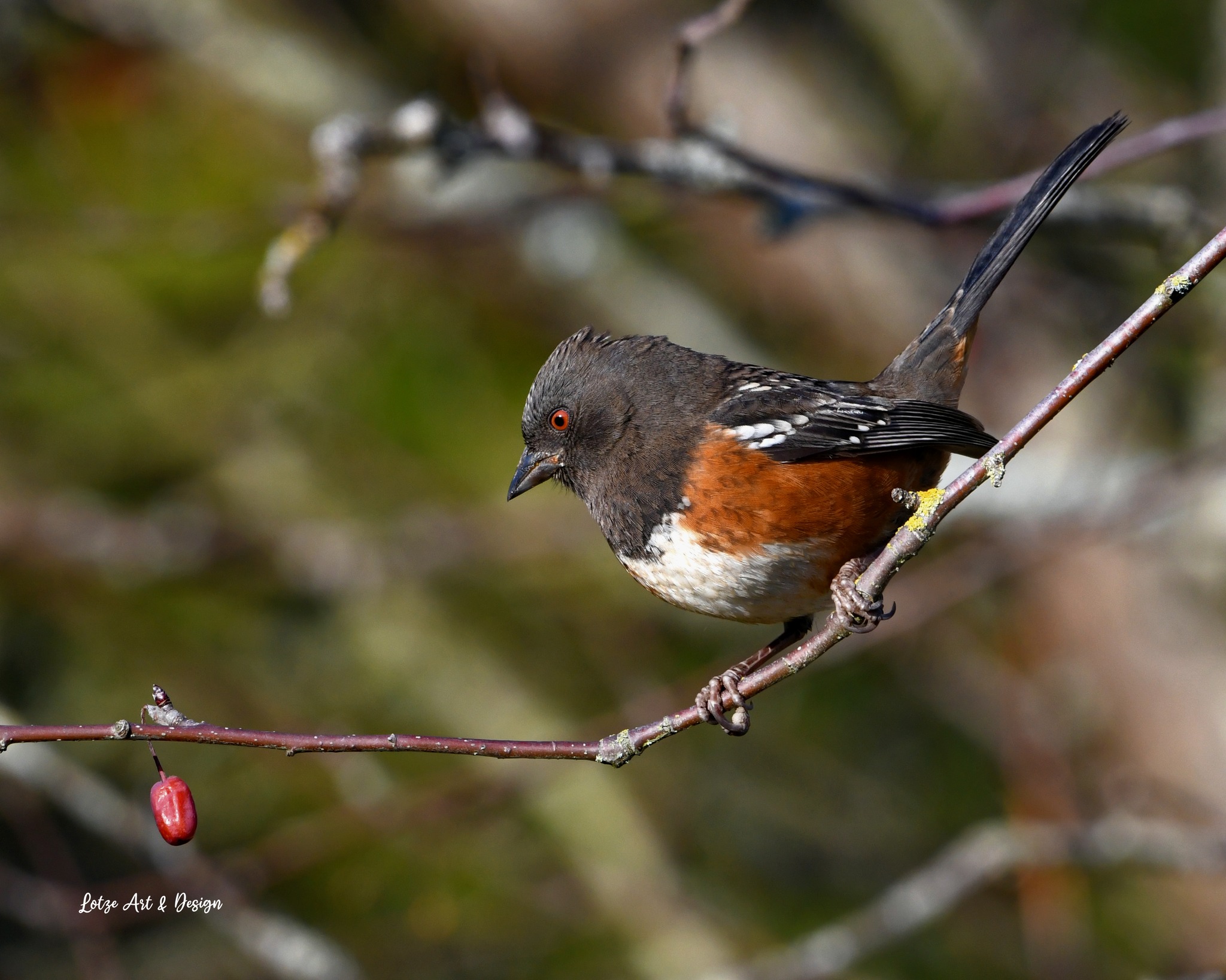 A spotted Towhee. A beautiful little bird, a bit smaller than a 