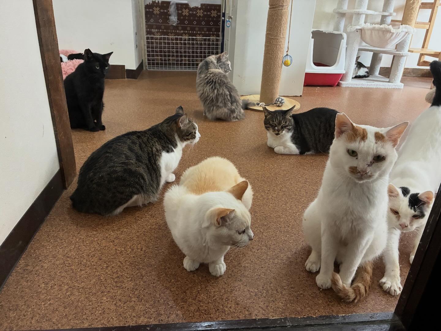 一般社団法人 もふもふ堂 ねこカフェもふもふ (@mofumofudou) • Facebook