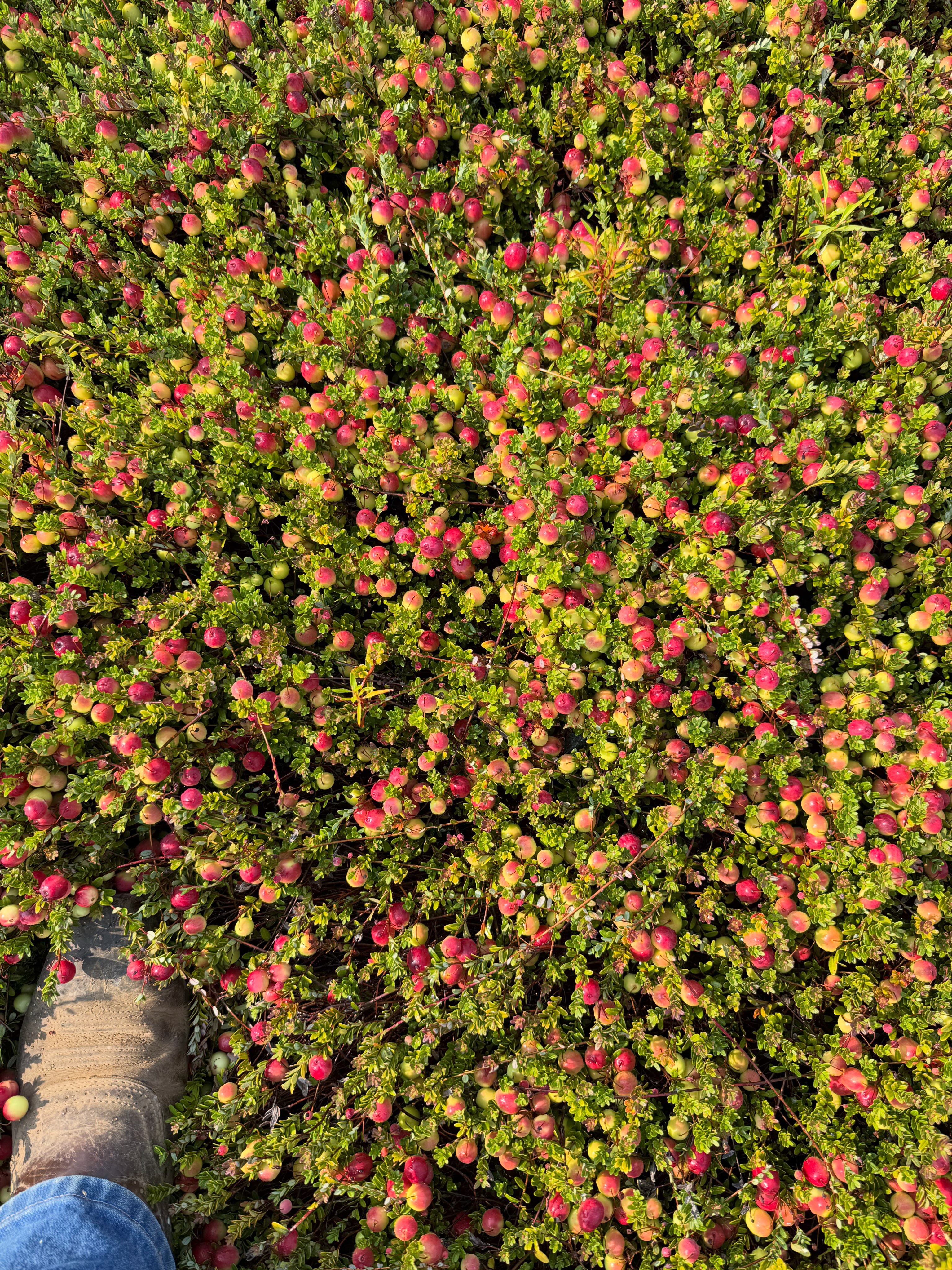 Peters' Cranberries | Sixes OR