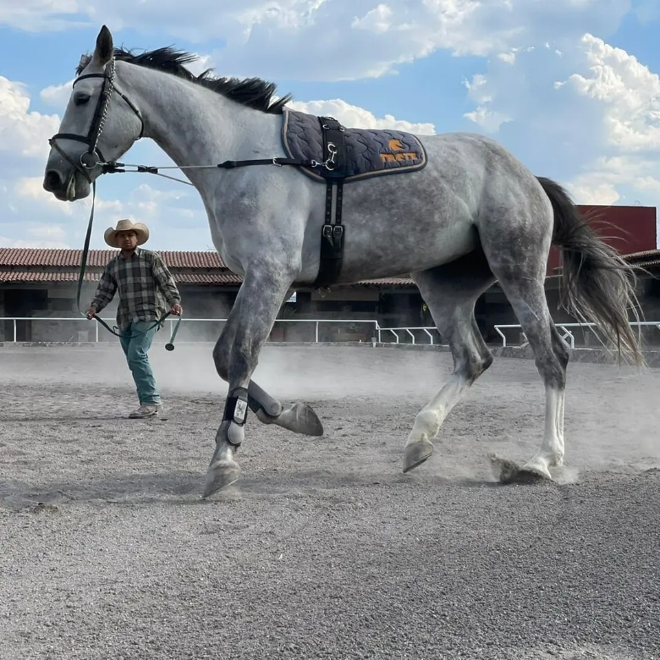 ReinRite Equestrian Training Aid