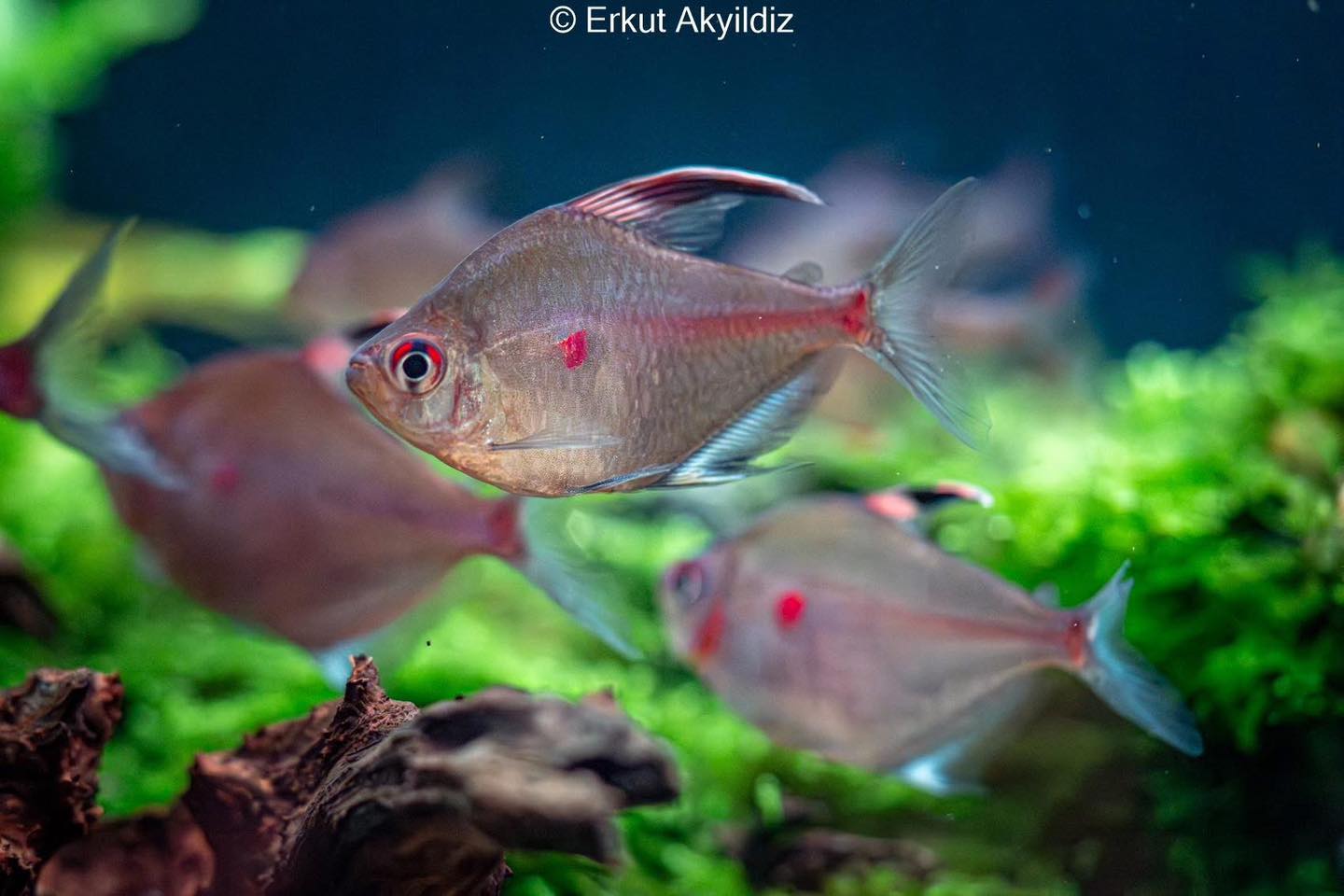 Erkut - Bleeding Heart tetras carry a real quirk most people miss ...