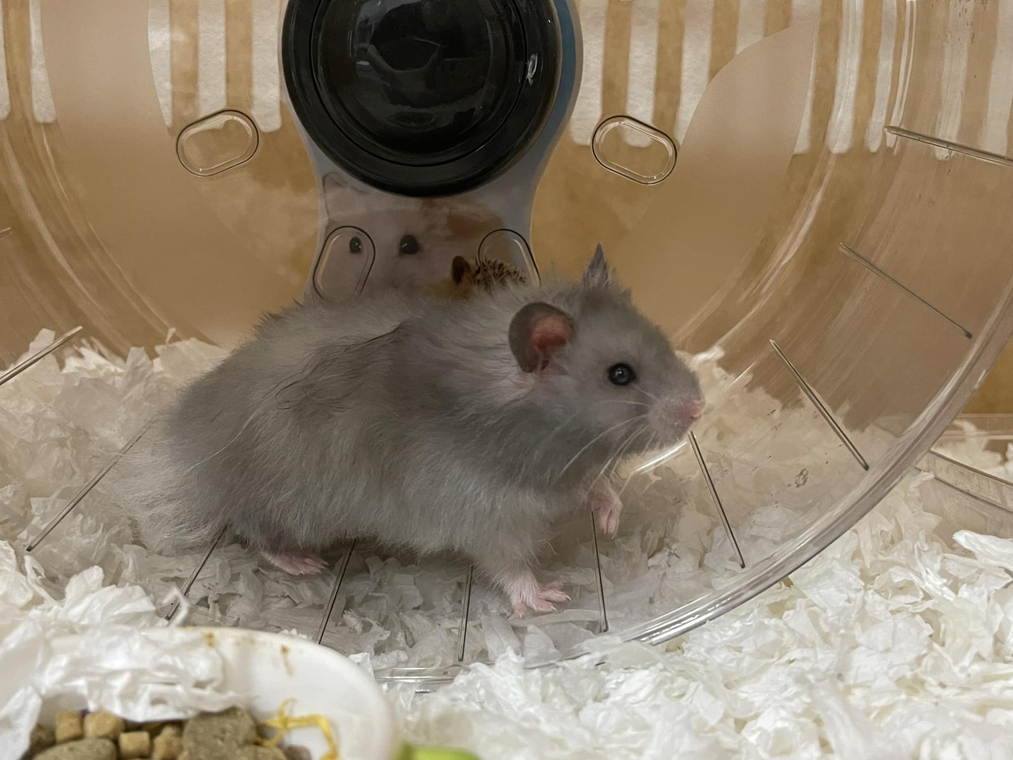 TOMO Hamster Farm โทโมะฟาร์ม