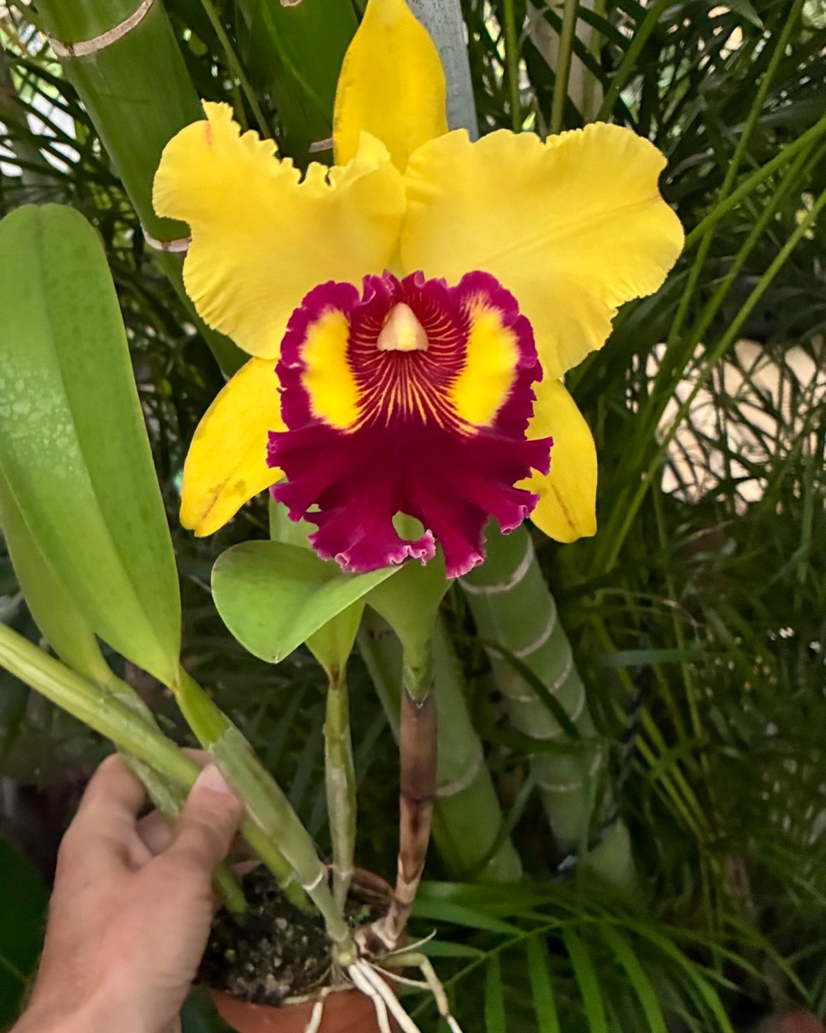 Arguably, the best yellow in a generation, it's Blc Williette Wong