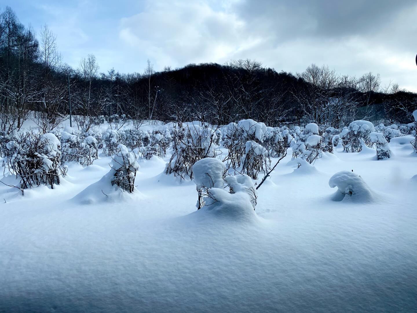 有限会社エッセンチア Essentia CO LTD | Sapporo-shi Hokkaido