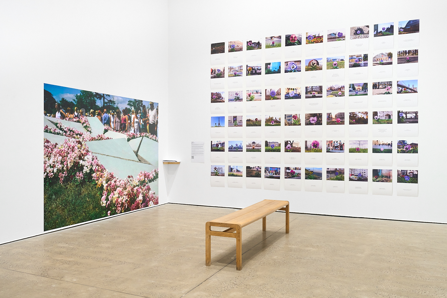 The Pansy Project