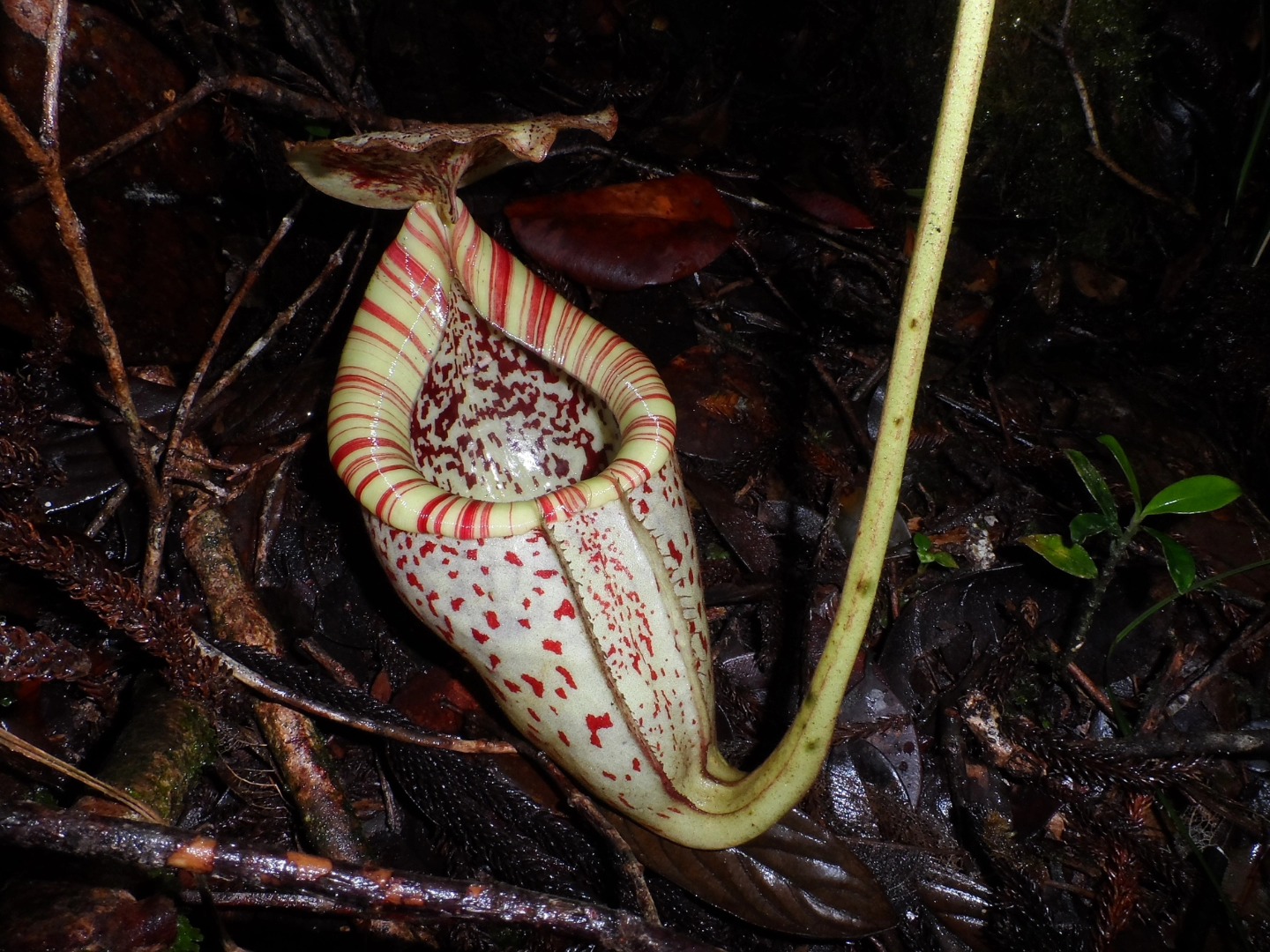 Beautiful pitcher plant known as 'Nepenthes Kinabaluensis' found