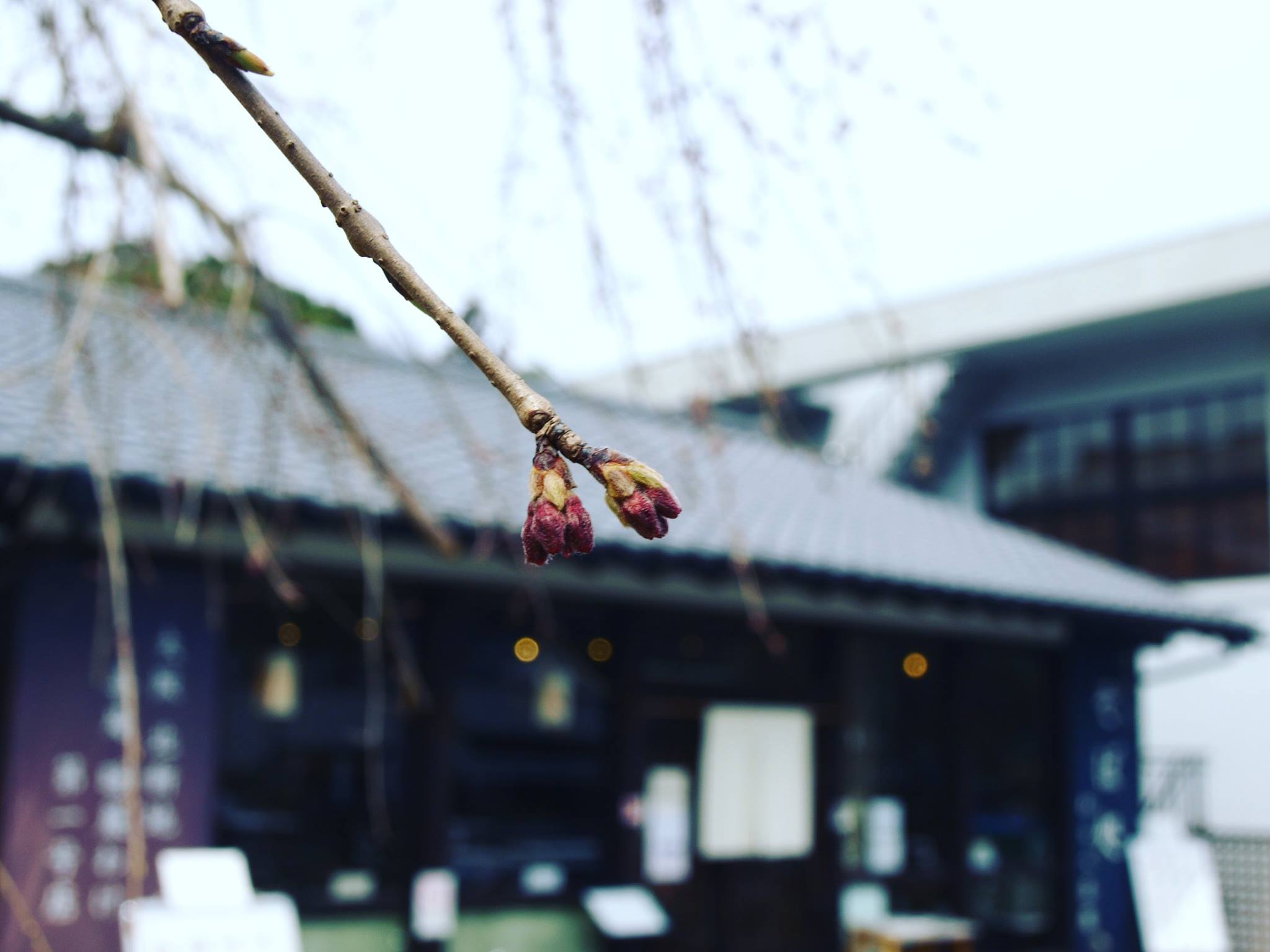 Yumekaze（夢風ひろば） - 夢風ひろばの枝垂れ桜 蕾の先がピンク色になってきました。 後、数日で開花しそうです。 本日より4月16日 ...