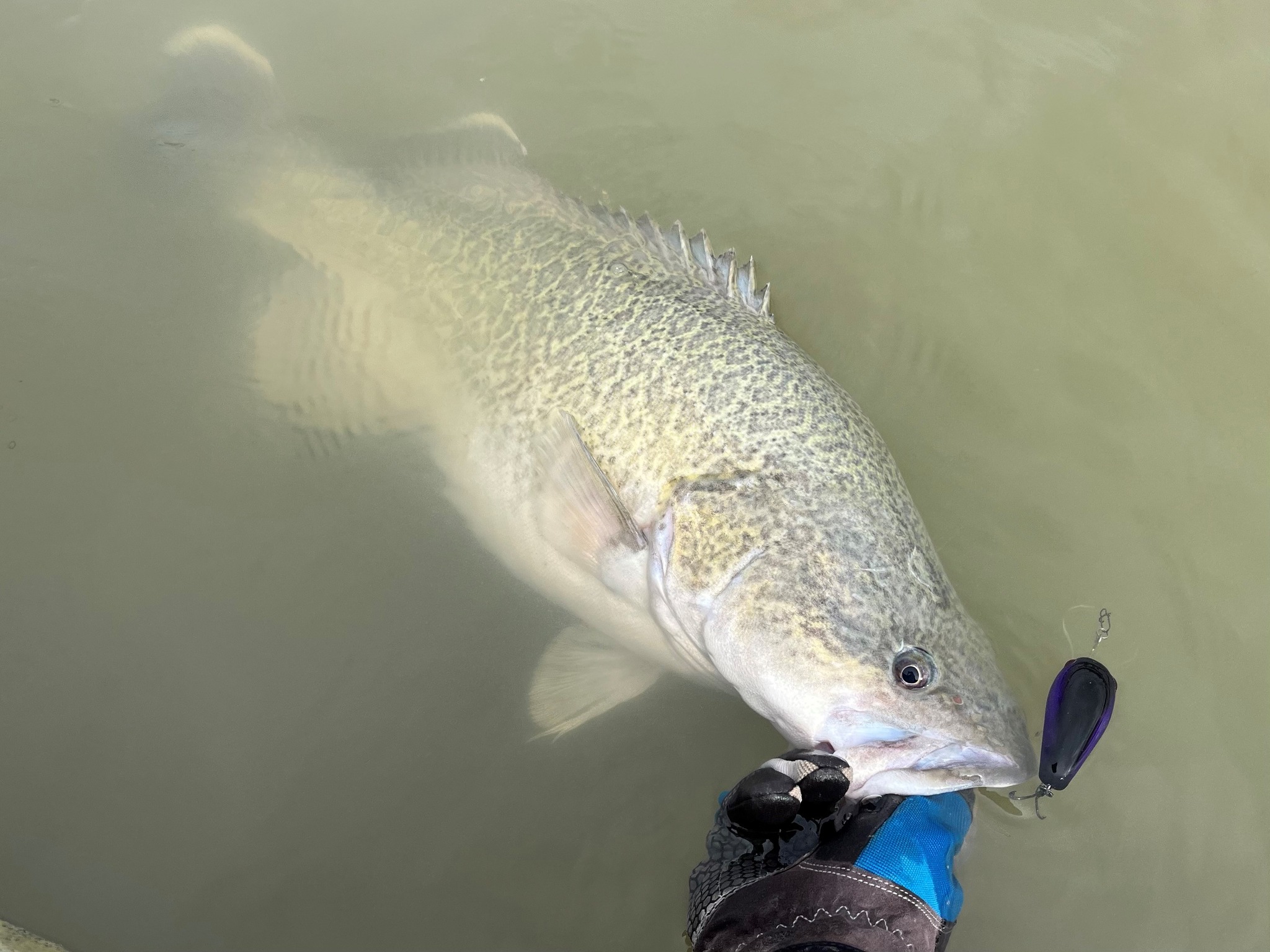 Tackle - Eging Mastery 🦑 Daiwa Emeraldas Air LT 3000S-CXH-DH