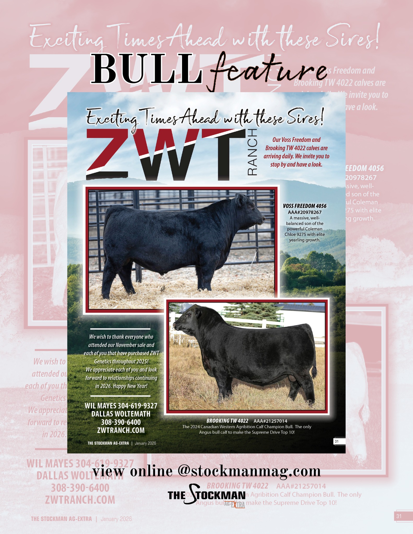 The Stockman - Exciting times ahead with these sires! ZWT Ranch ...