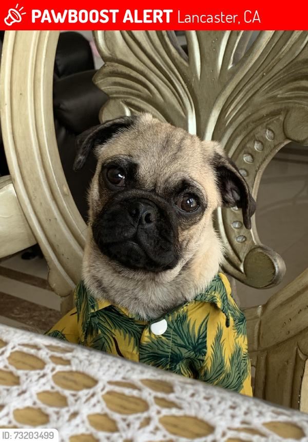 🚨 Coco was LOST YESTERDAY in Lancaster, CA 93535 near Ave K and