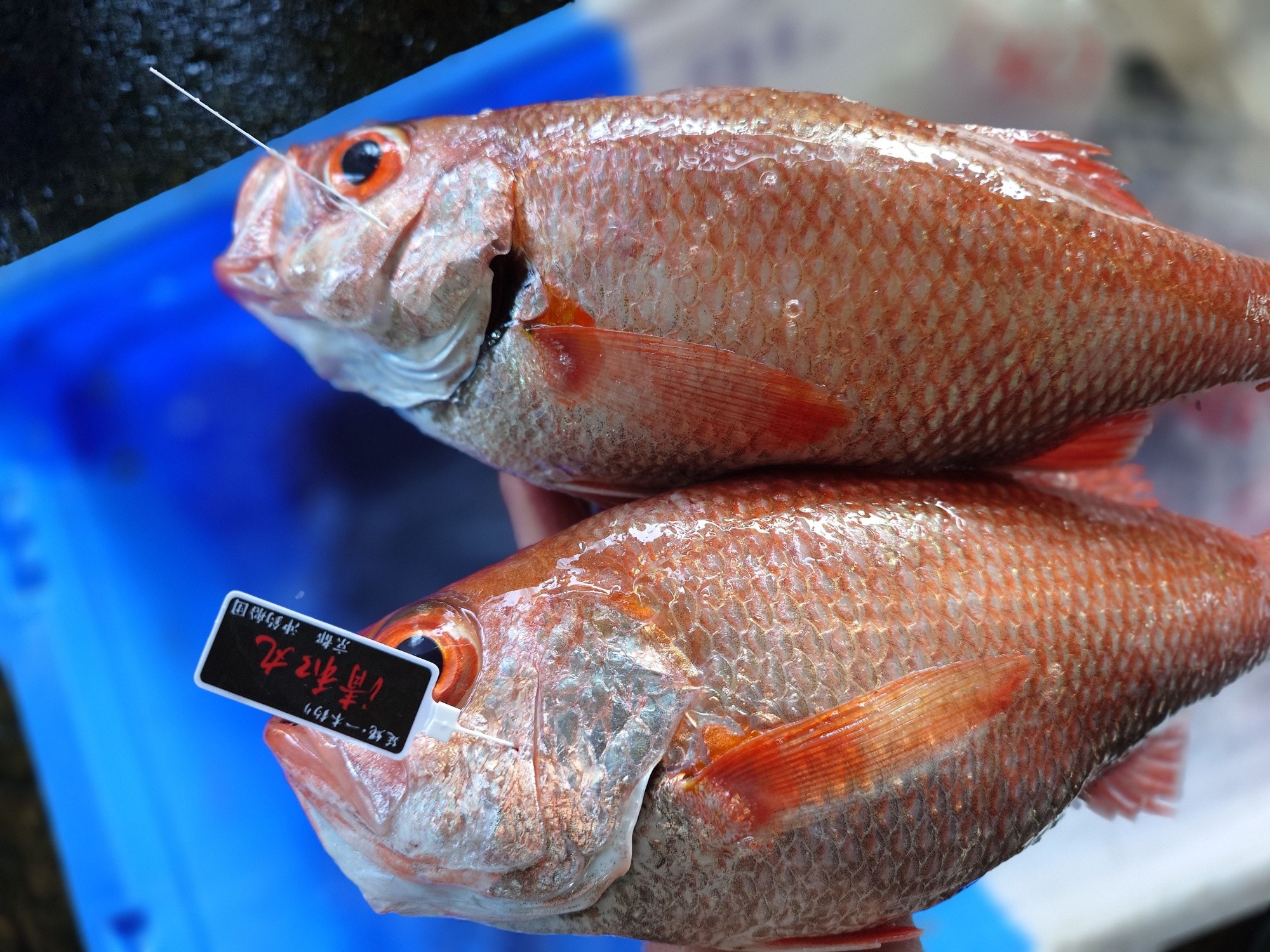 2026.5.4古魚 新潟赤玉 2026.5.4古魚 新潟赤玉 2026年7月12日 今日のお魚
