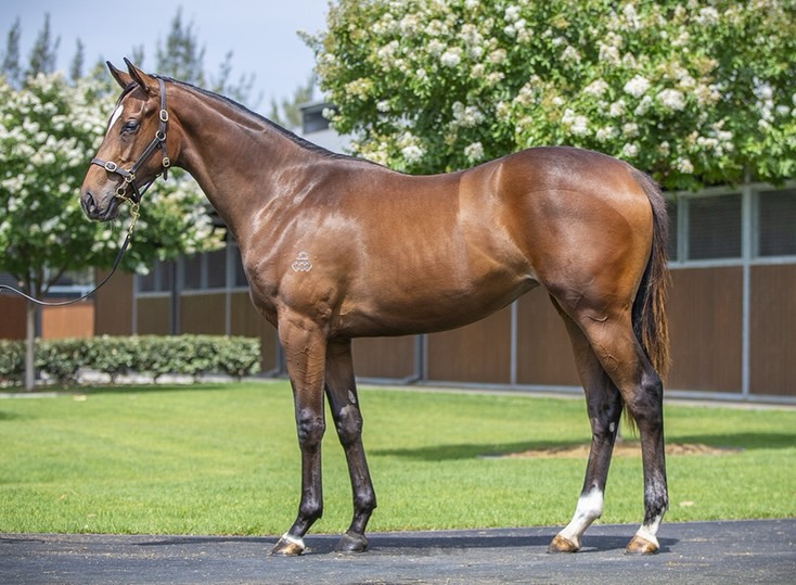 Stokes Racing - Four yearlings secured at the 2026 Magic... | Facebook