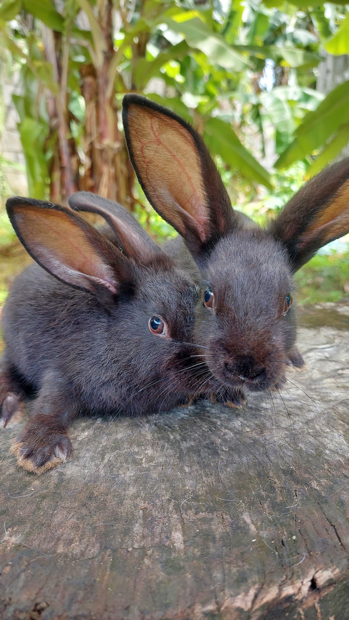 Gensen Rabbitry - Our remaining batch of rabbits are up...