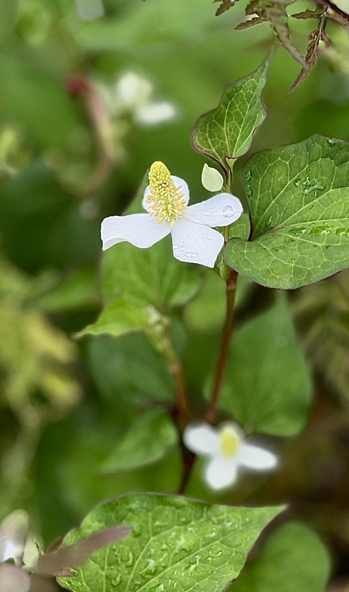 梅雨の足音を聴きつつ少し憂鬱な気分ですが、一輪の額紫陽花がほんのり 
