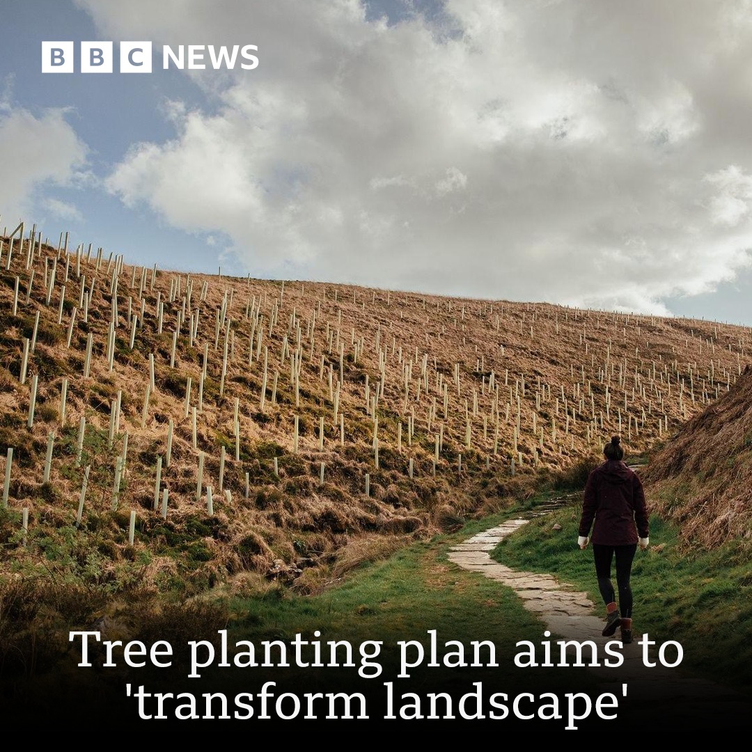 BBC York - Plans to plant up to 134 million trees have... | Facebook