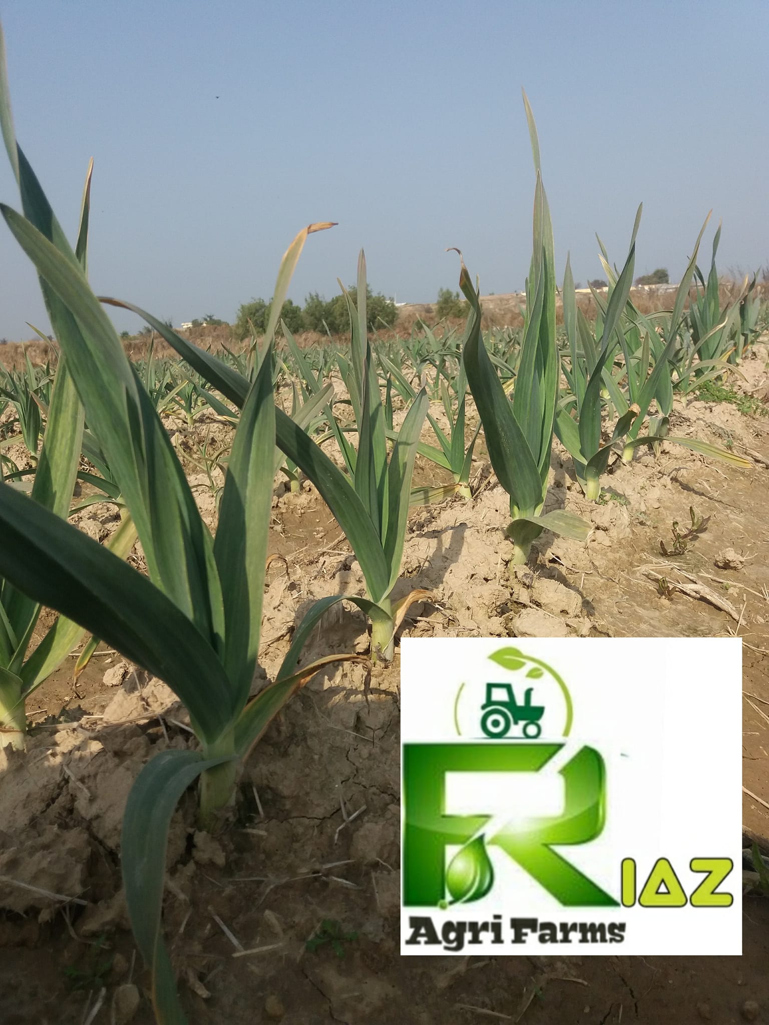 riaz-agri-farm-narc-g1-farming-mianwali