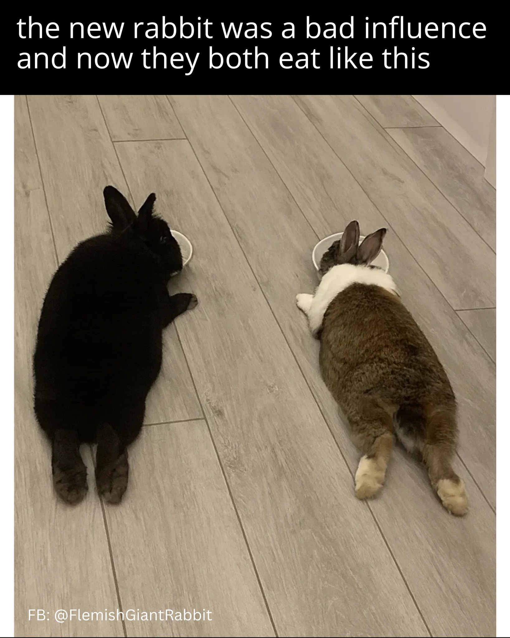 Flemish - One rabbit had impeccable table manners. Then the new bunny ...