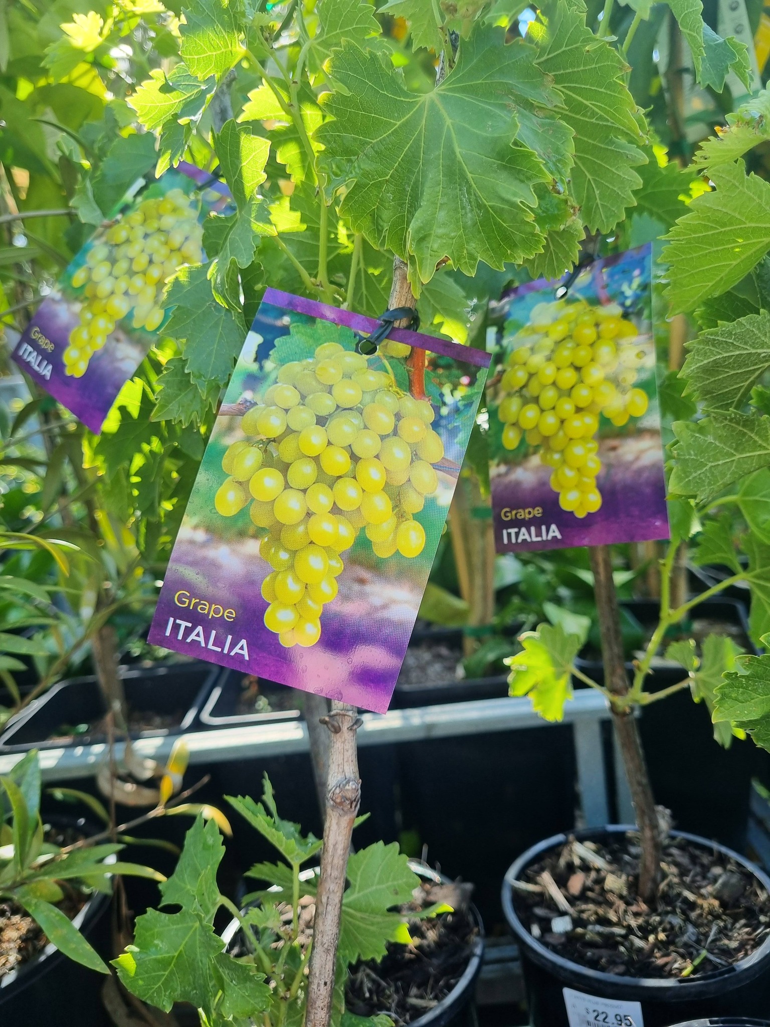 Manjimup Mitre 10 Garden... - Manjimup Mitre 10 Garden Centre