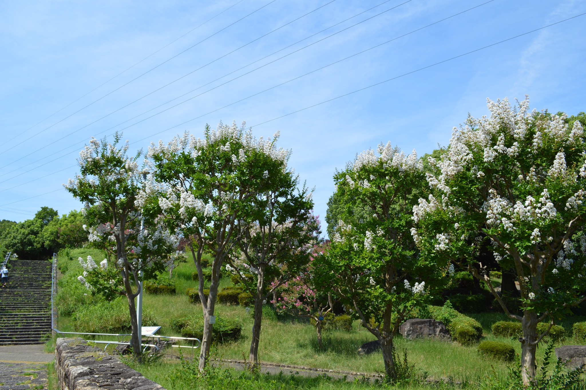 山田 池 公園