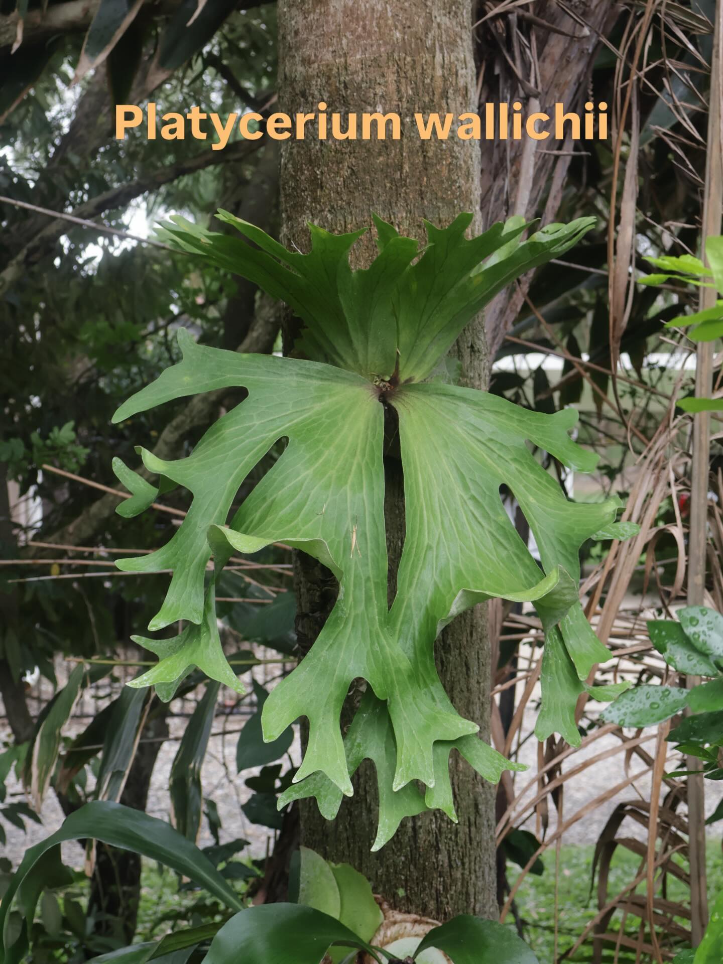 その他 P. Grande x wallichii P. Grande x wallichii Platycerium wallichii | rare fern