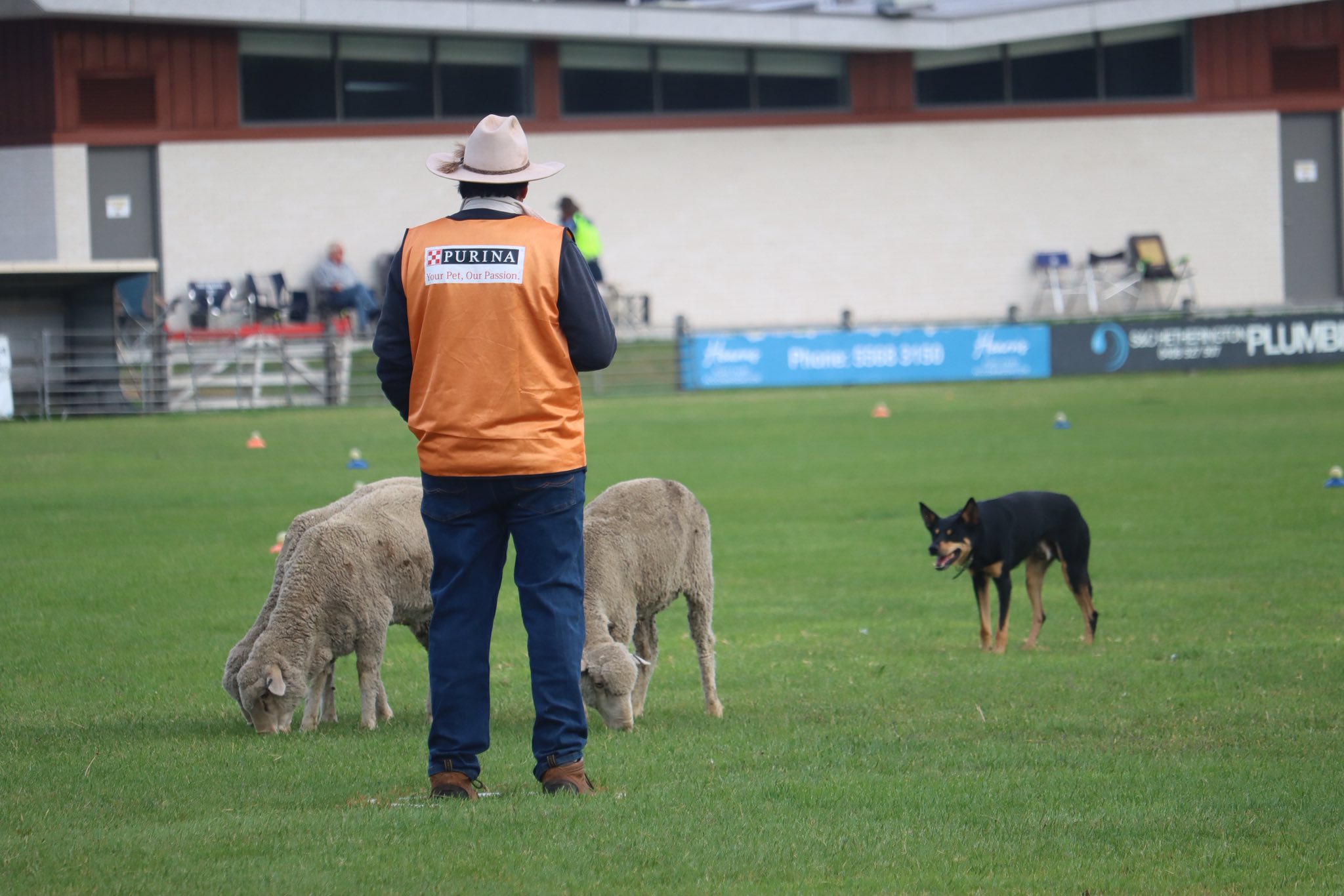 White's Kelpie Stud added a new photo. - White's Kelpie Stud