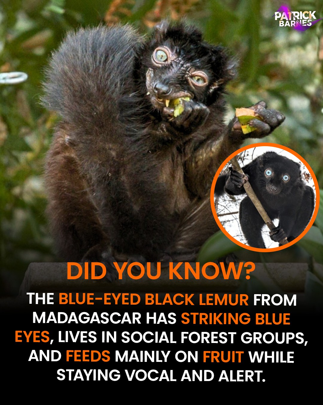 Patrick Barnes - The Blue-Eyed Black Lemur is a primate... | Facebook