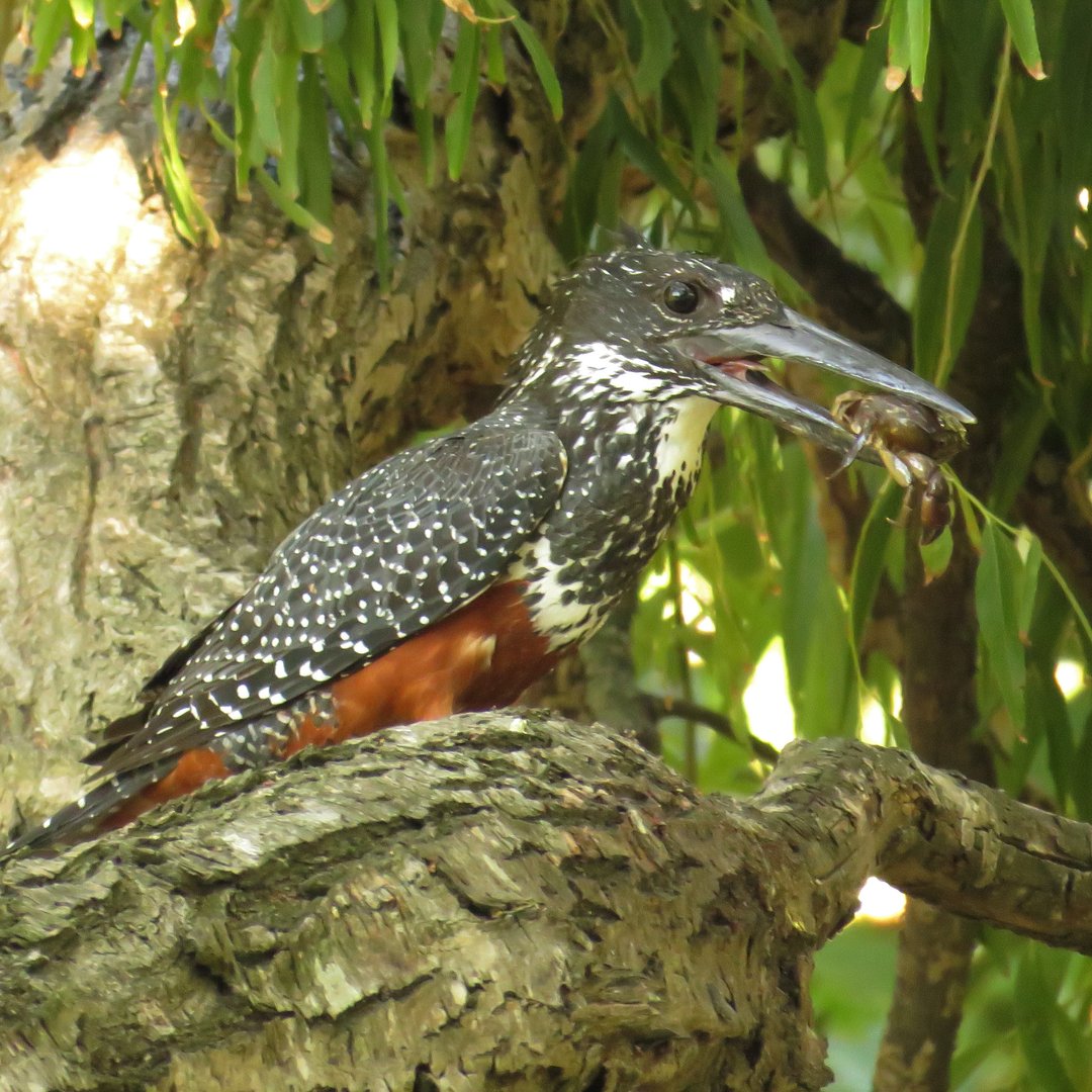 South African Birds | What can he be. A first timer. Penhill Cape town ...