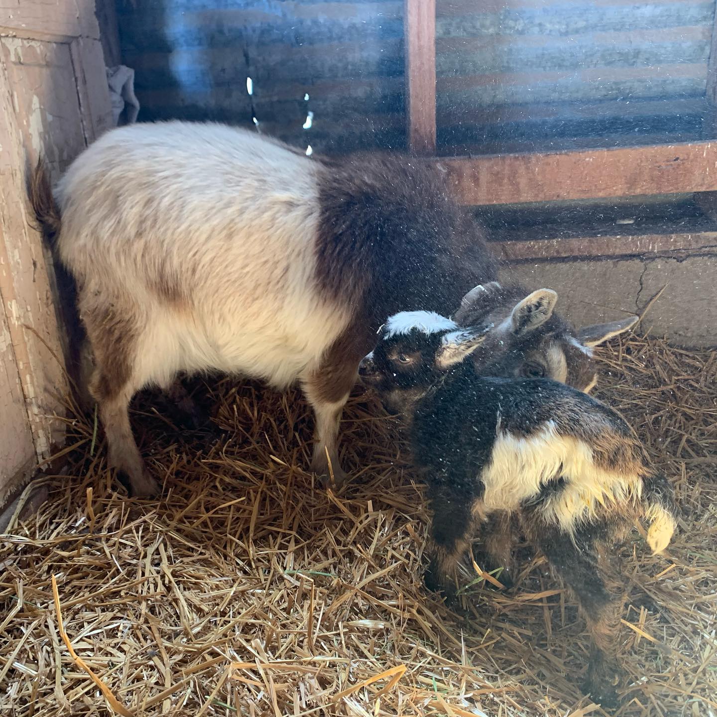 Happy Goat Farm - Meet Rascal! Princess Fiona surprised...
