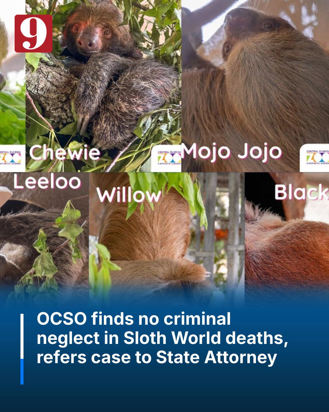 Mass Sloth Deaths in Florida Are a Warning About Wildlife Trade and Pandemic Risk, Scientists Say