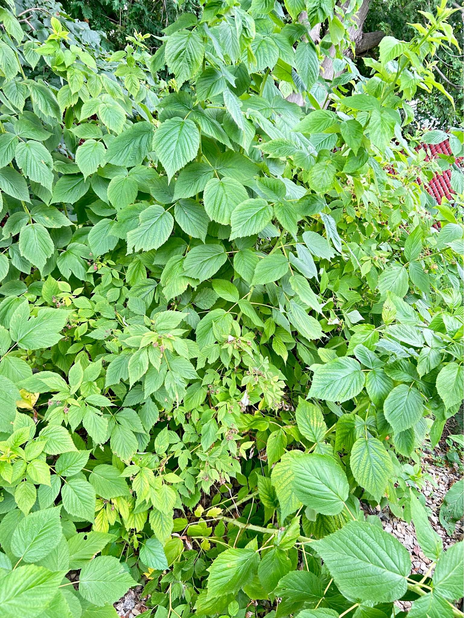 *RARE* blush gold raspberry plant - Plants & Seedlings - Wakefield ...