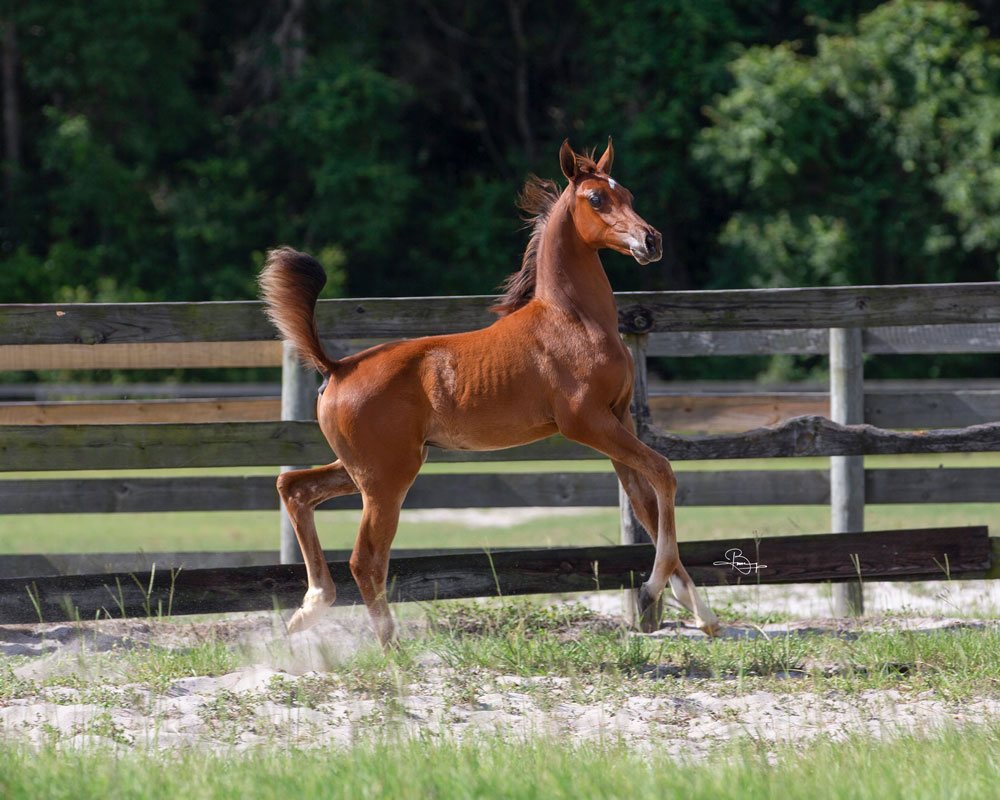 Arabian Horse World added a new photo. - Arabian Horse World