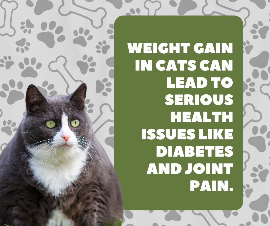 l-carnitine deficiency in cats L-Carnitine Deficiency in Cats Taurine Deficiency in Cats |