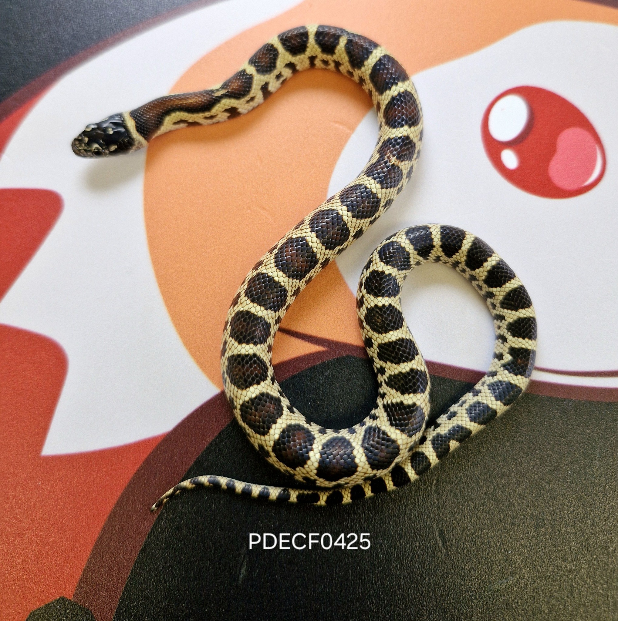 Has anyone ever done any desert king snake hybrids? If so, id love