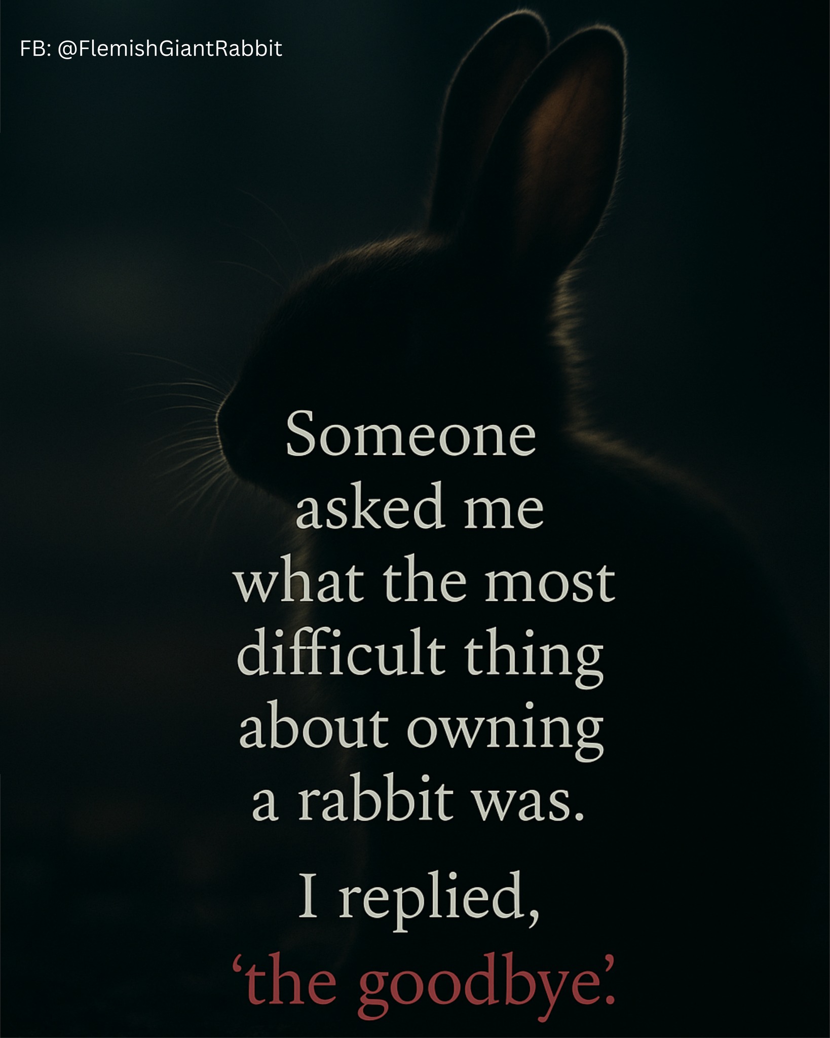 The most difficult thing about... - Flemish Giant Rabbit | Facebook