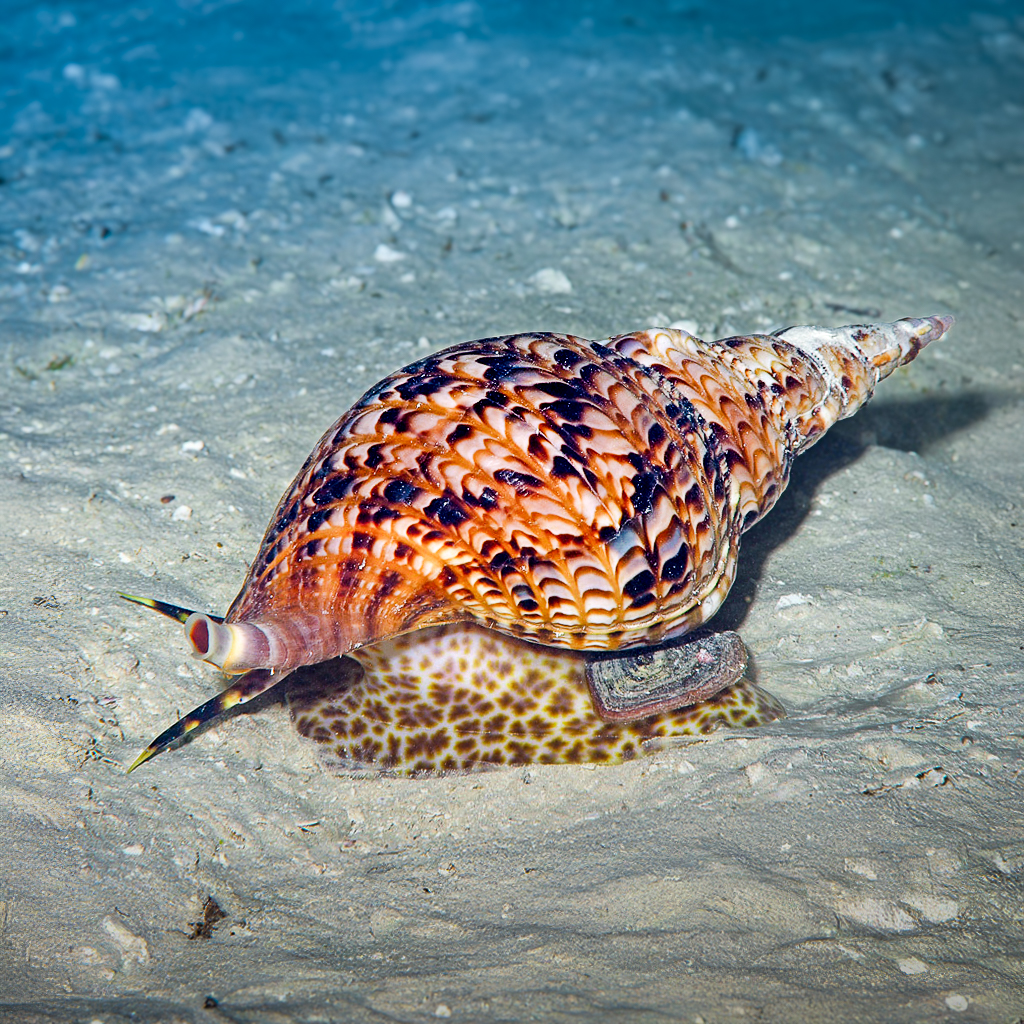 🐚 Big Blue Fun Fact 🐚 Are shells alive?... - Big Blue Vanuatu | Facebook