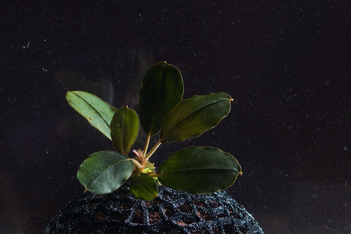 Identifying Bucephalandra Silver Grey and Pearl Grey varieties
