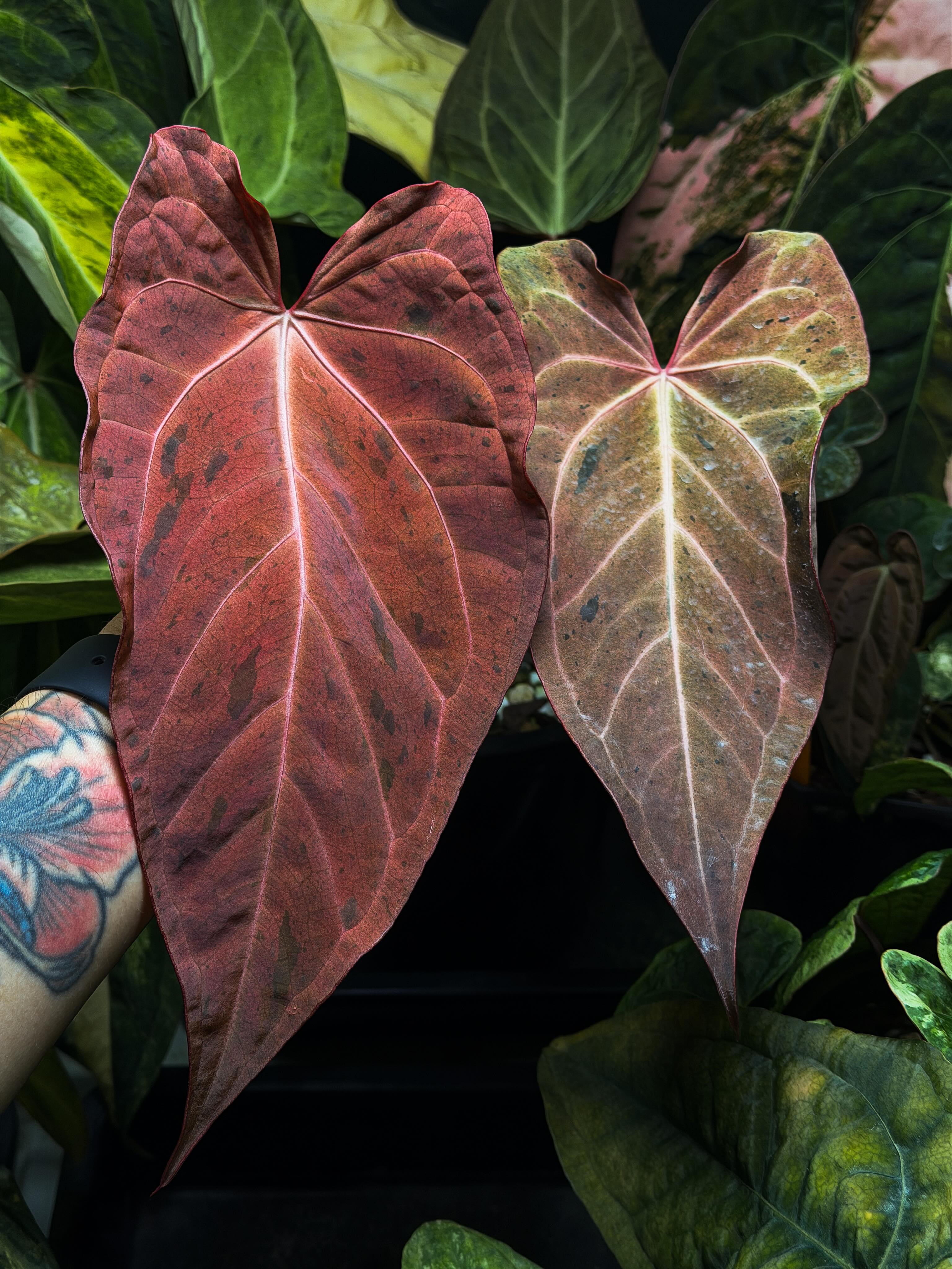Magic - My selected breeding Anthurium antolakii (BVEP) Tezula x