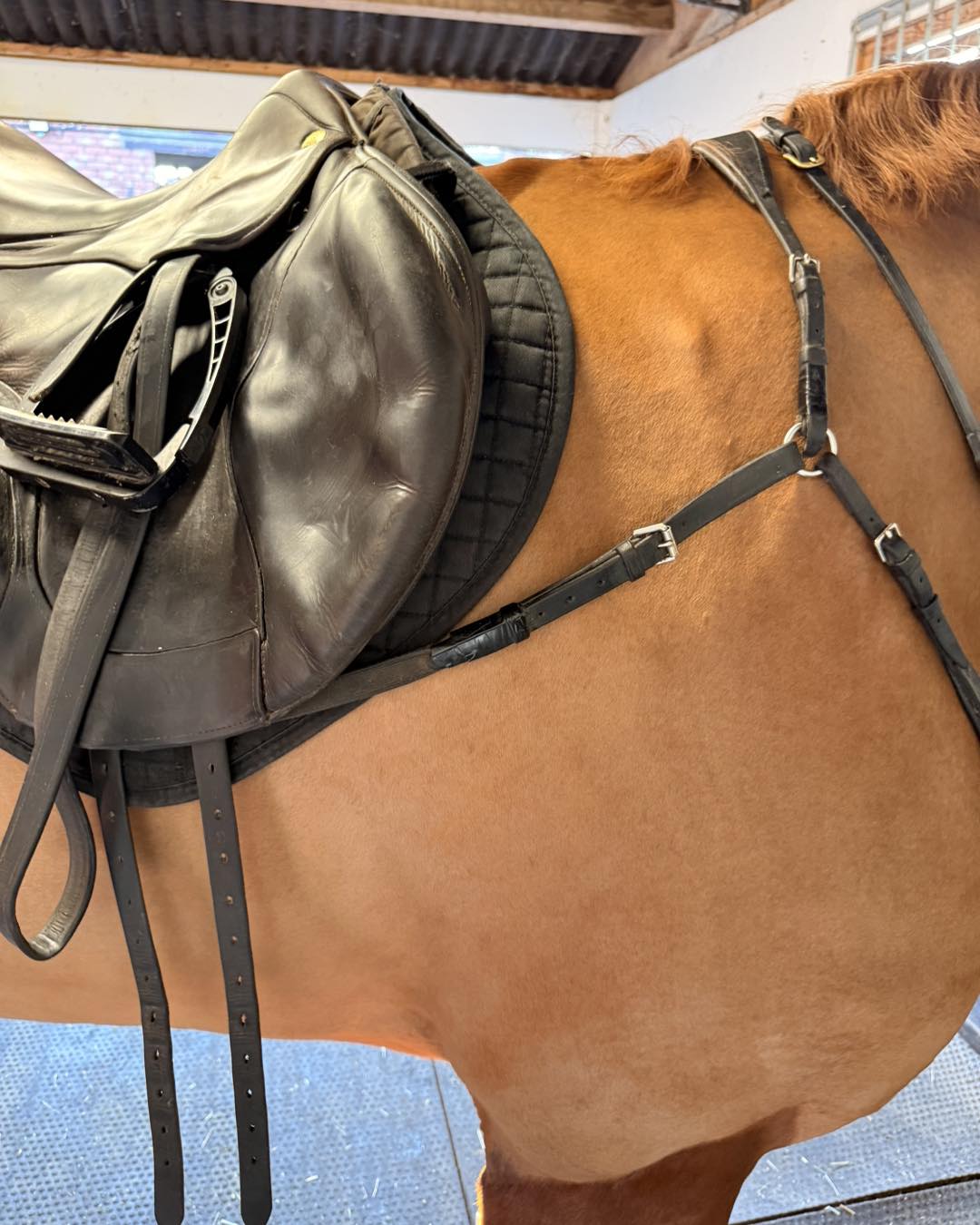 Charlie Hutton Equestrian... - Charlie Hutton Equestrian