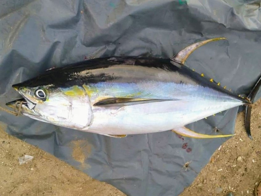 Nick Calawag - May 17, 2020 catch of the day in Libertad,...