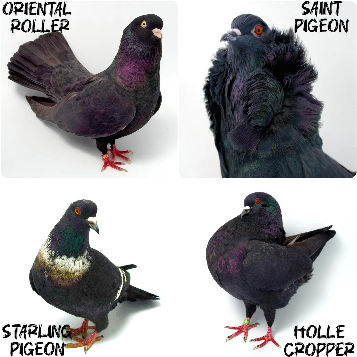 Saint Pigeon 🖤 Oriental Roller 🖤 Holle Cropper 🖤 Starling