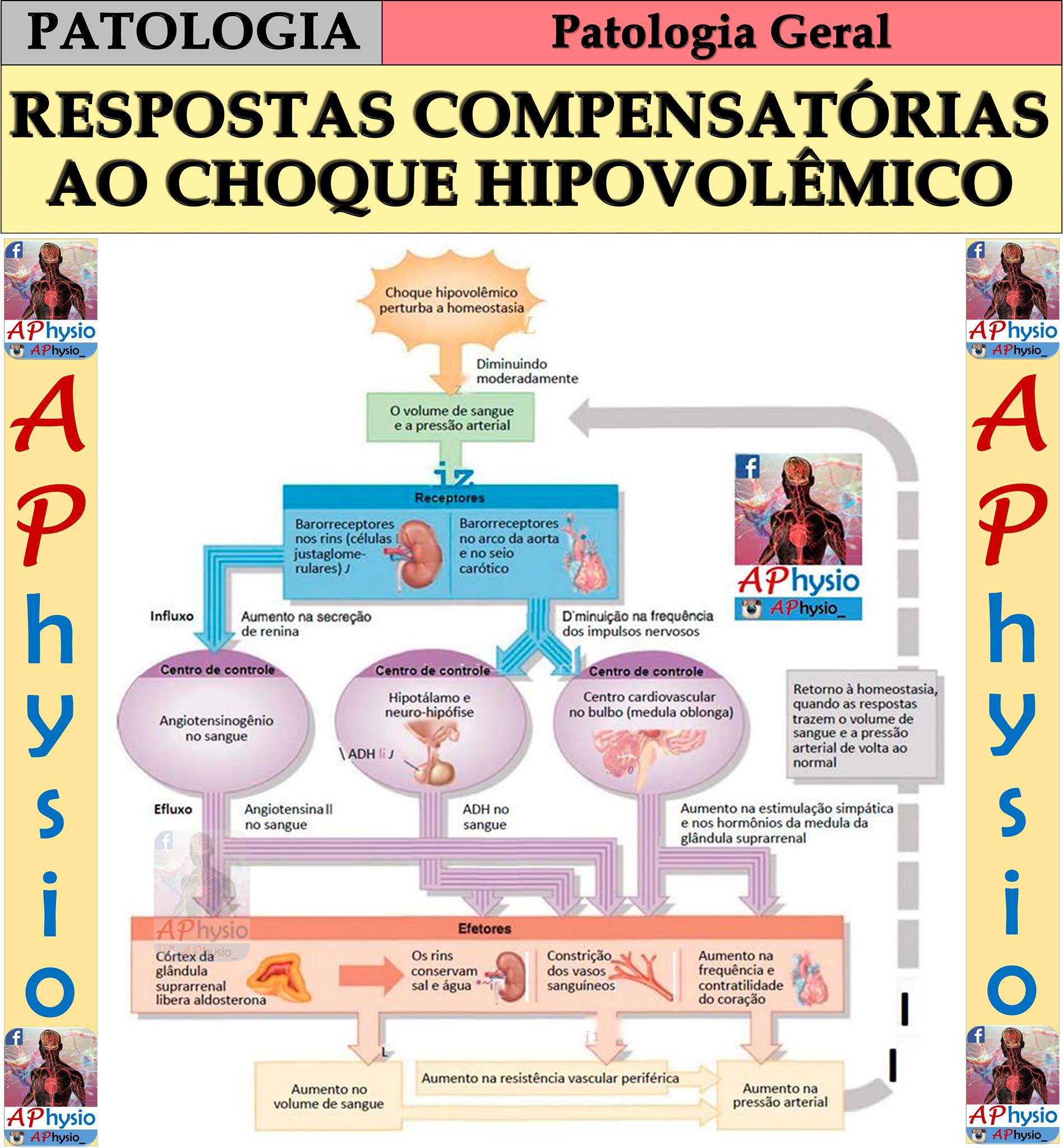 APhysio - RESPOSTAS COMPENSATÓRIAS AO CHOQUE HIPOVOLÊMICO... | Facebook