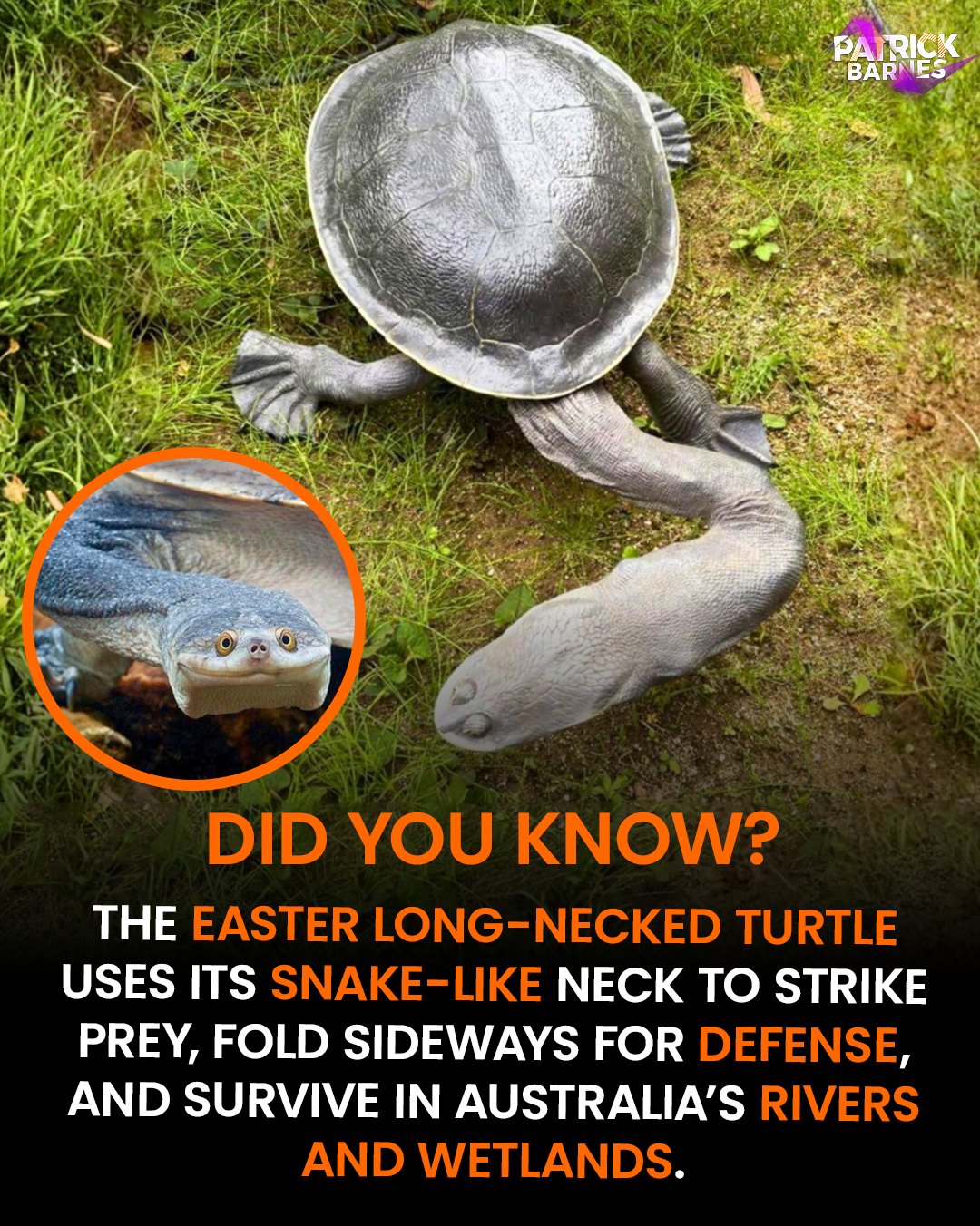 Patrick Barnes - The Easter Long-Necked Turtle is a... | Facebook