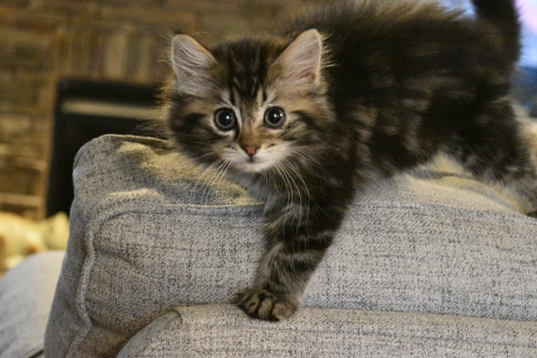 Nky Top Notch Ragdolls | Hebron KY