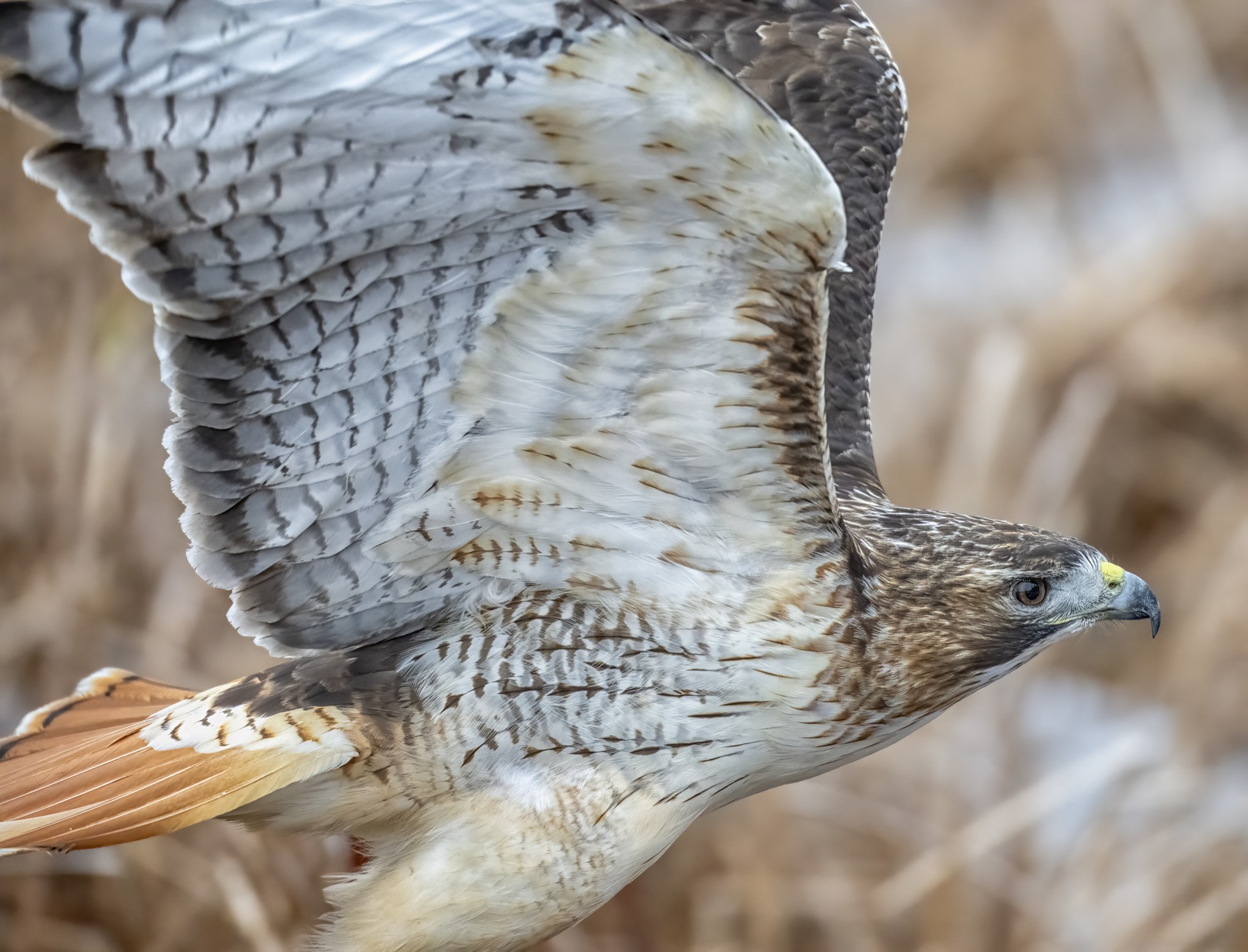 Jocelyn - A Red-tailed Hawk passing by. These hawks come in quite a few ...