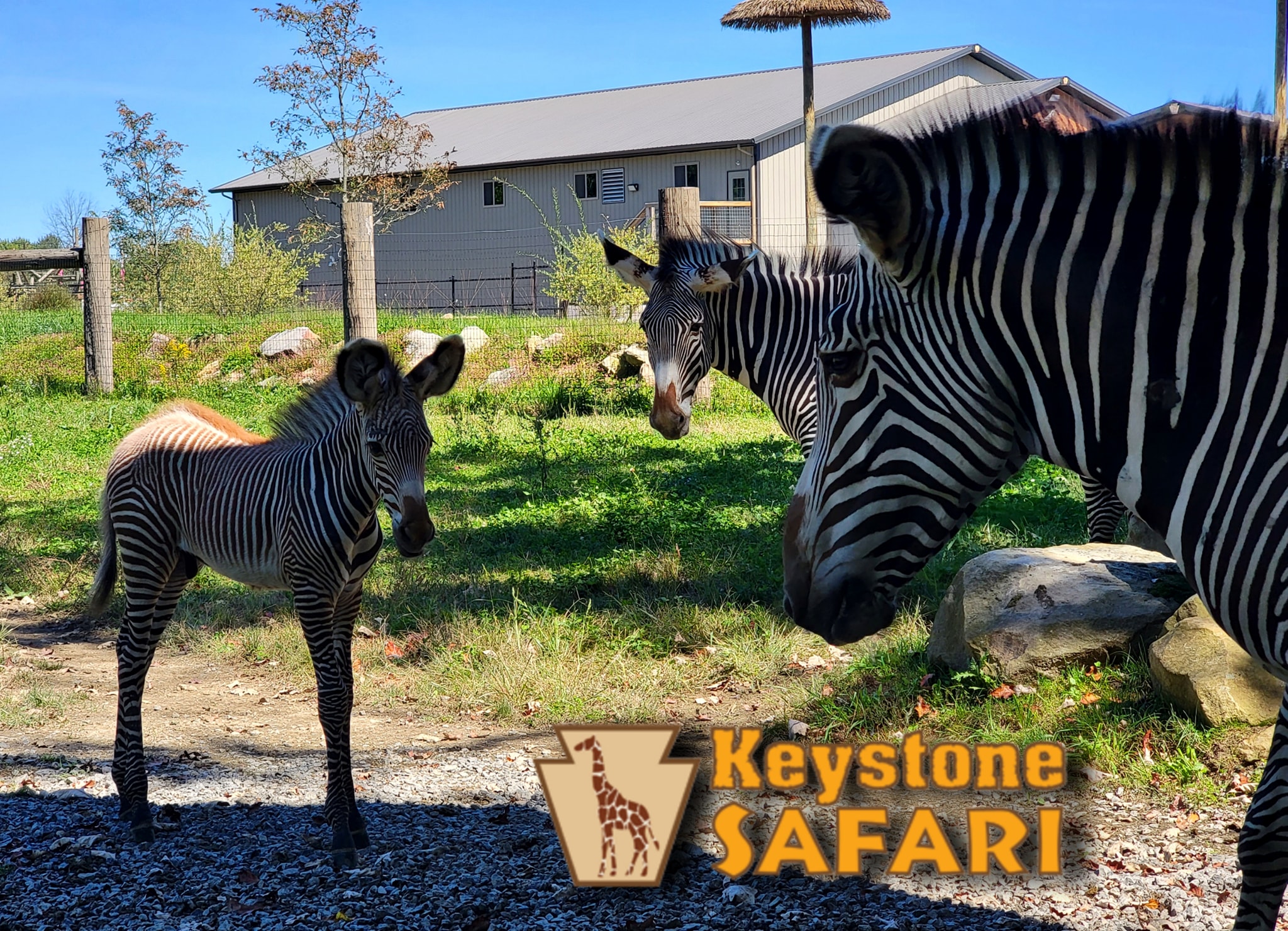 Keystone Safari - 🦓 We're starting to suspect our Zebra...