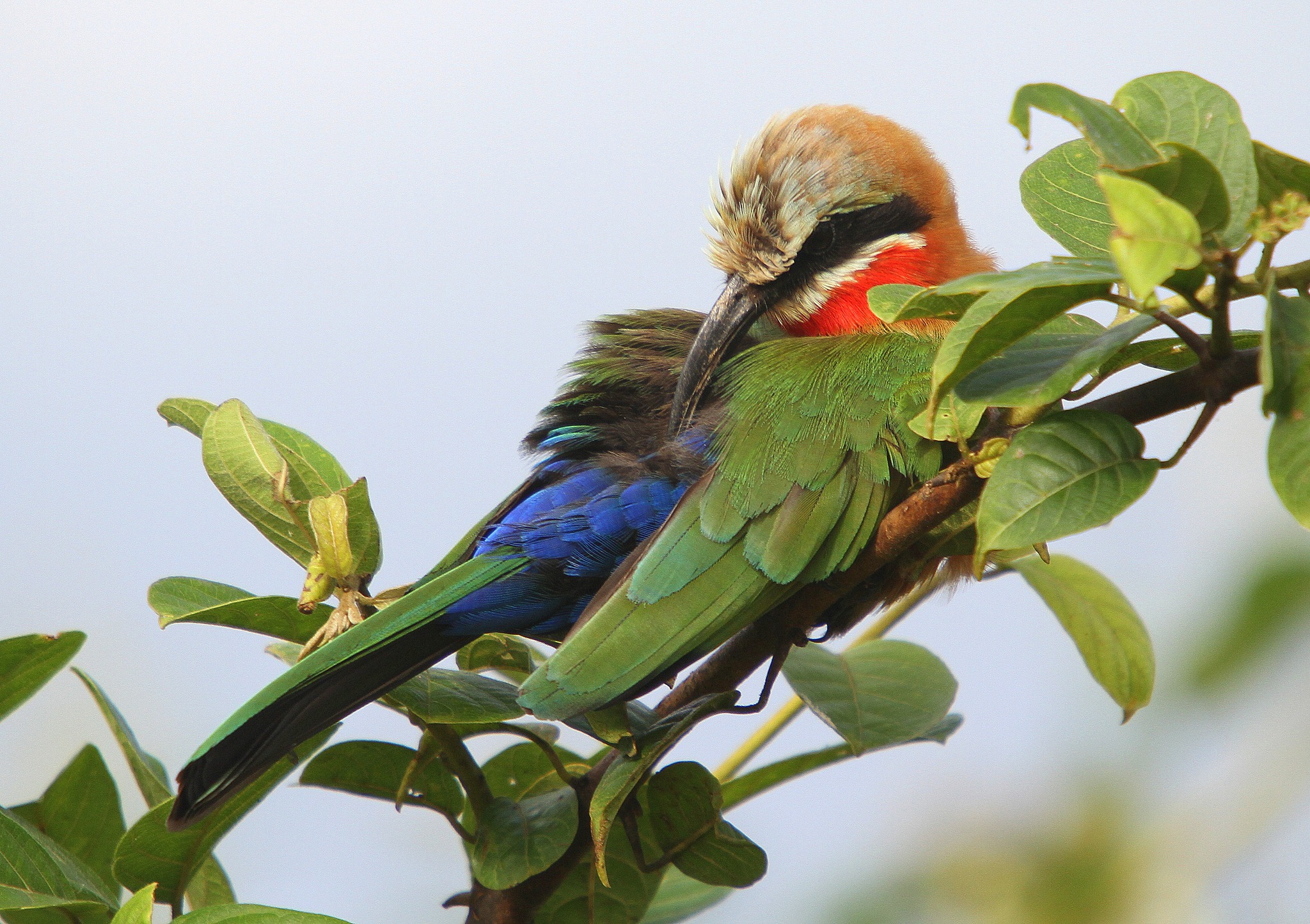 Ntanda Ventures -... - Ntanda Ventures - Safaris in Zambia