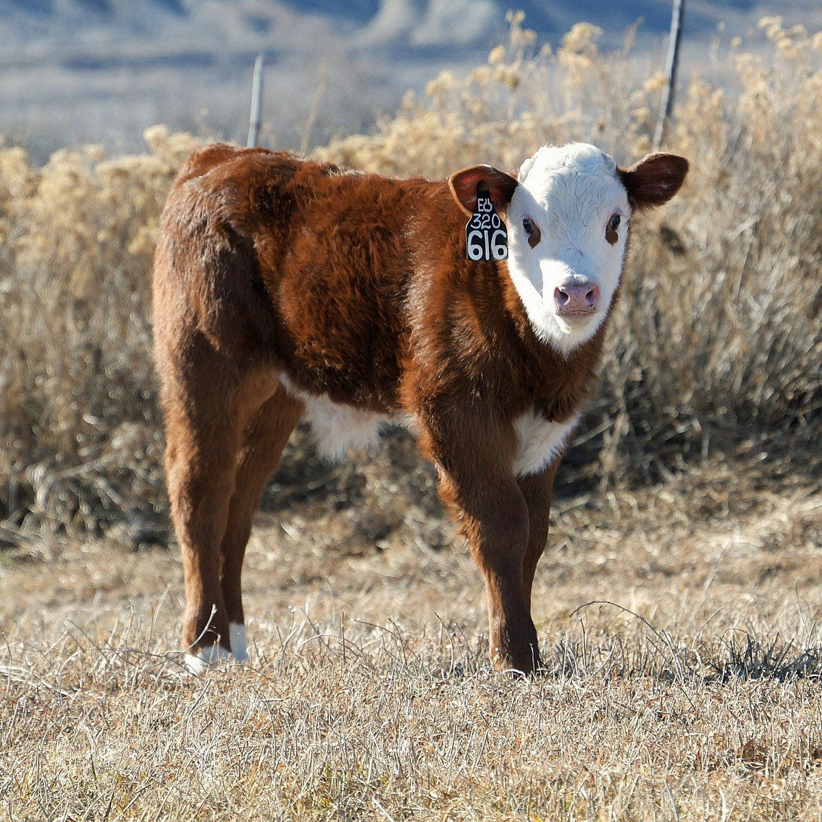 Johansen - We're getting a good cross section of the 075H calves, and ...