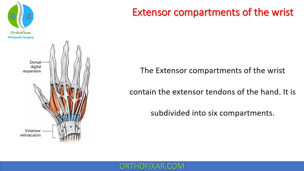 Extensor compartments of... - OrthoFixar - Orthopedic Surgery | Facebook