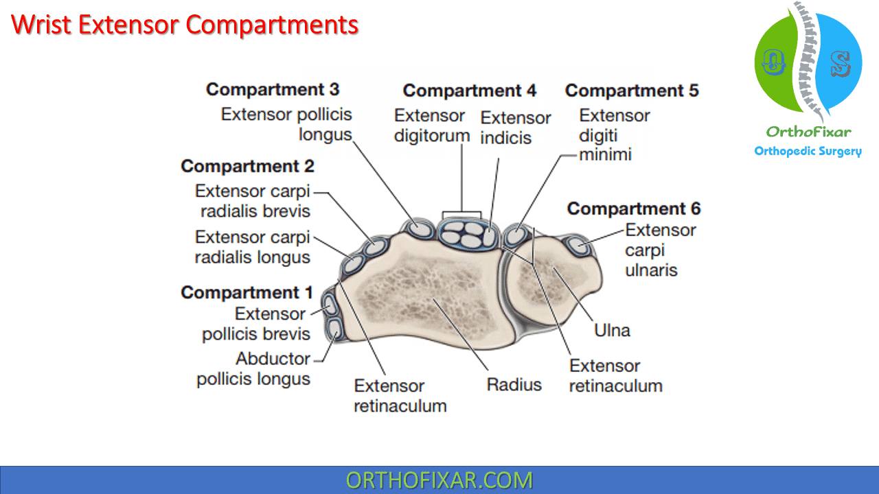 Extensor compartments of... - OrthoFixar - Orthopedic Surgery | Facebook